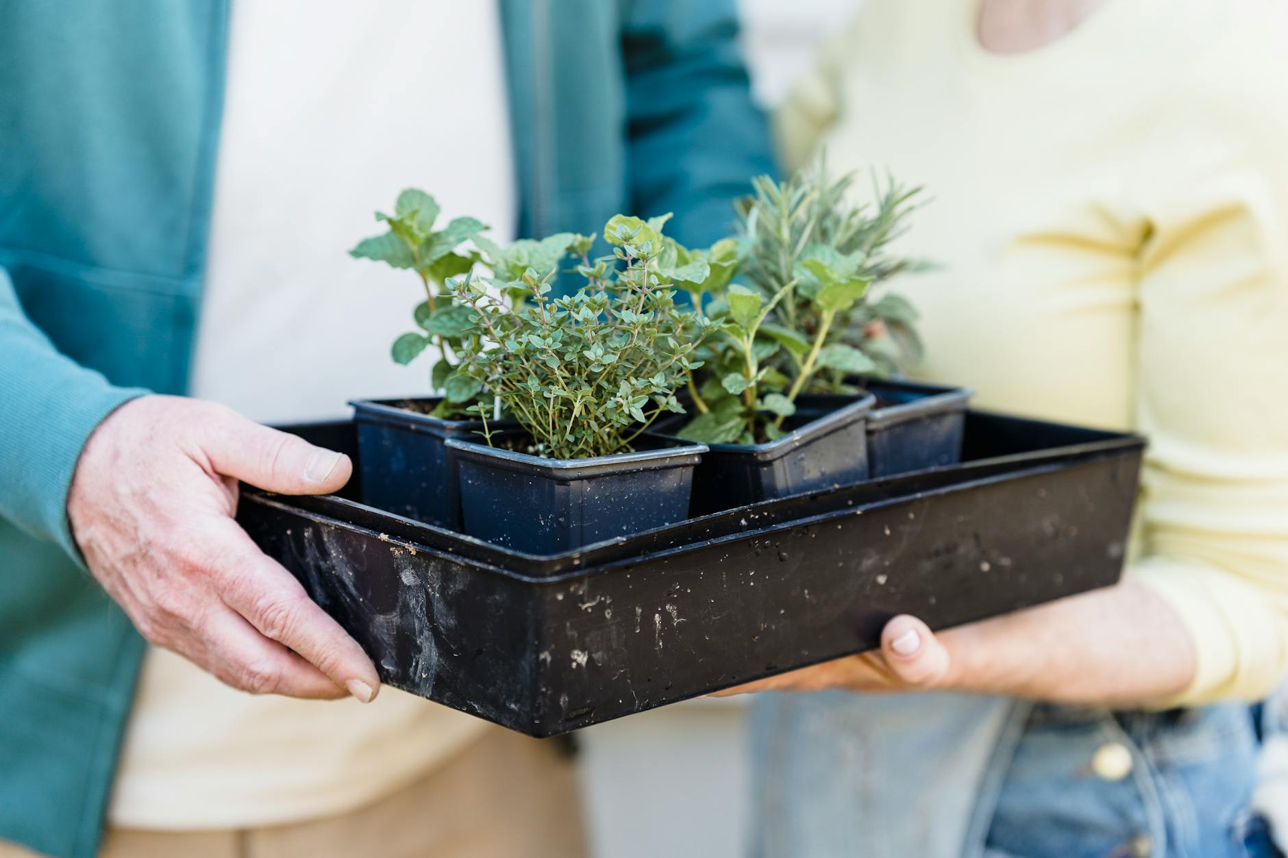 farmers holding container of sprouts together