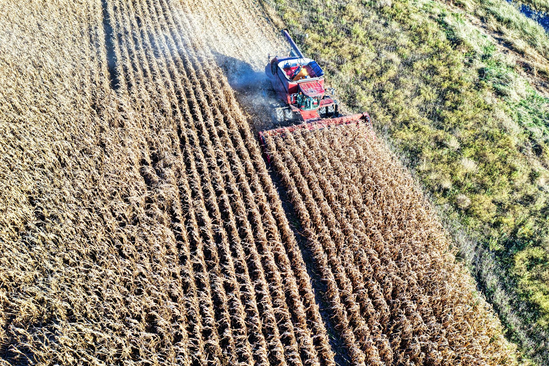 red combine harvester on cropland